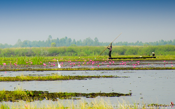 Mar del Loto Rojo en Udon Thani, Tailandia