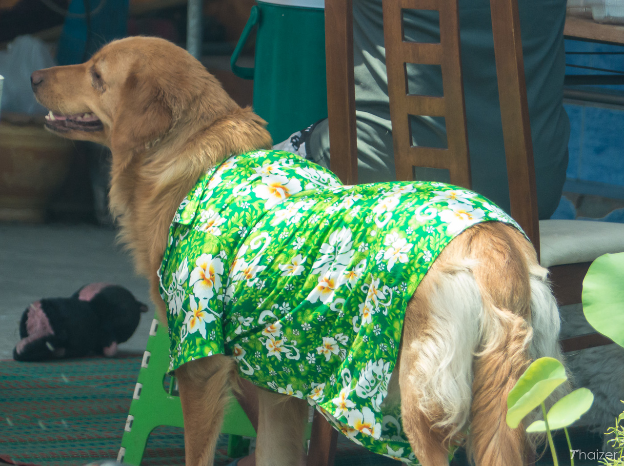 Festival Wan Lai en Bang Saen: esculturas de arena y Sanuk junto al mar Festival Wan Lai en Bang Saen: esculturas de arena y Sanuk junto al mar