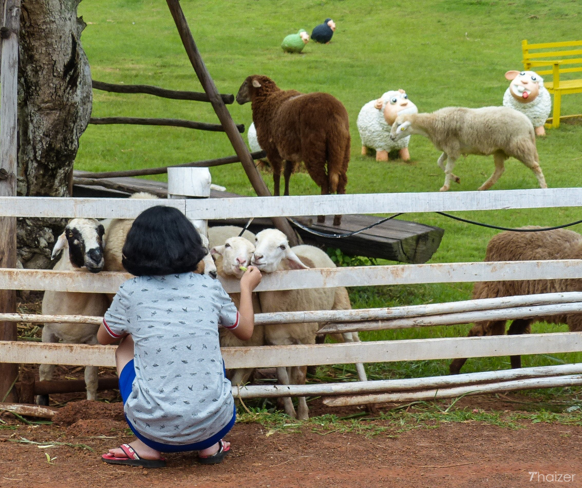 La improbable obsesión de Tailandia por las ovejas