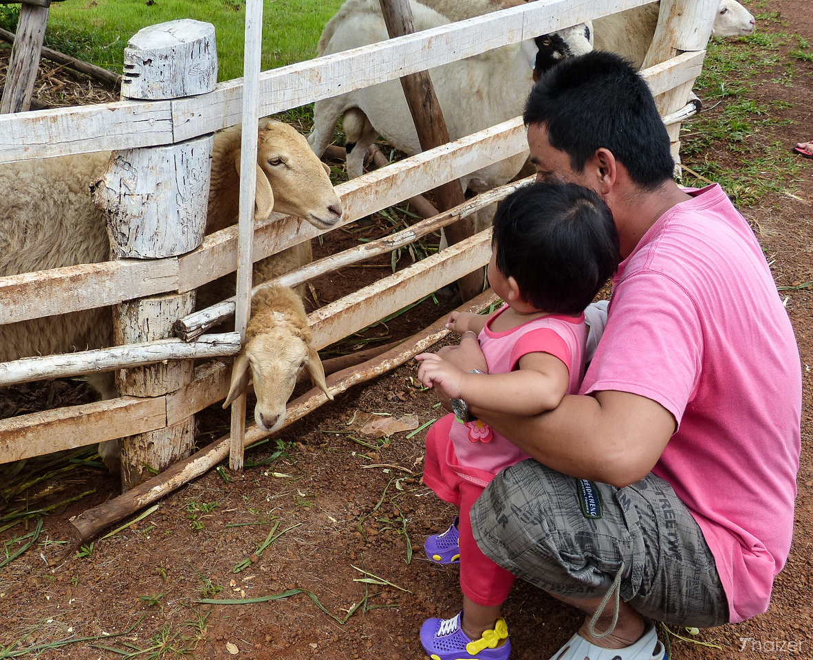 La improbable obsesión de Tailandia por las ovejas