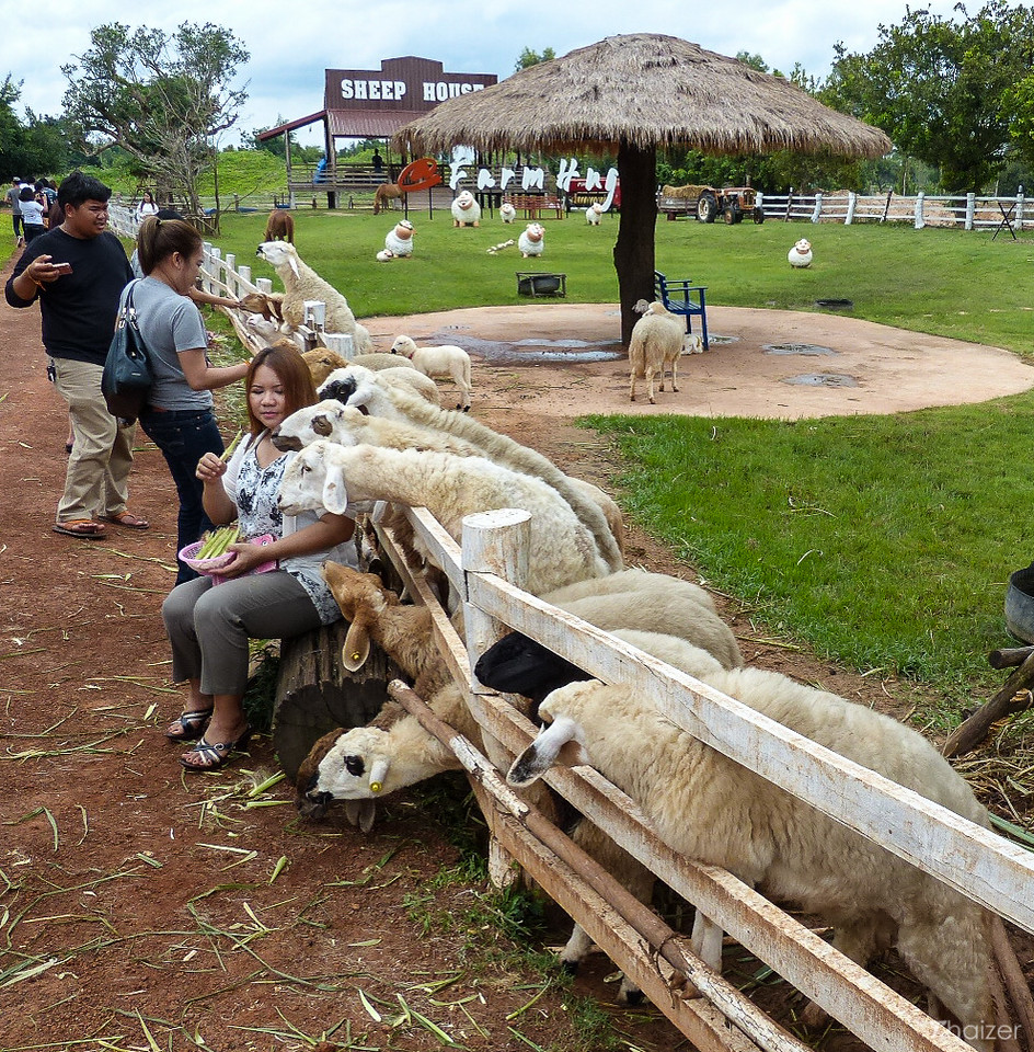La improbable obsesión de Tailandia por las ovejas