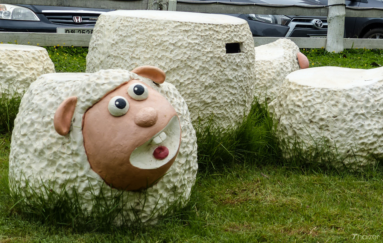 La improbable obsesión de Tailandia por las ovejas