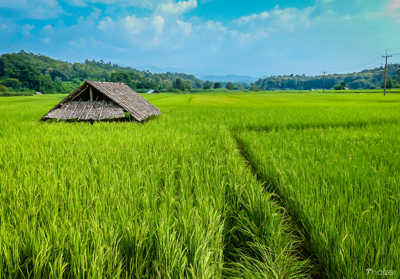 El Puente de Bambú de la Fe sobre los arrozales de Mae Hong Son
