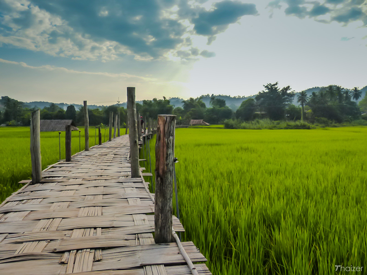 El Puente de Bambú de la Fe sobre los arrozales de Mae Hong Son