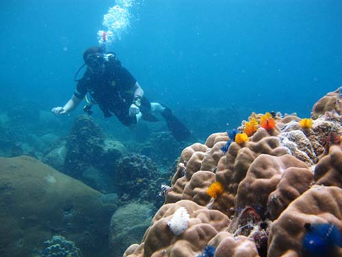 La guía definitiva para bucear en Tailandia: 24 mejores sitios de buceo, clima, especies y seguridad
