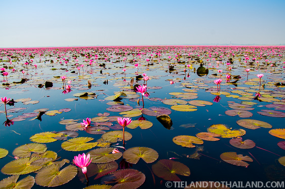 Mar del Loto Rojo en Udon Thani, Tailandia